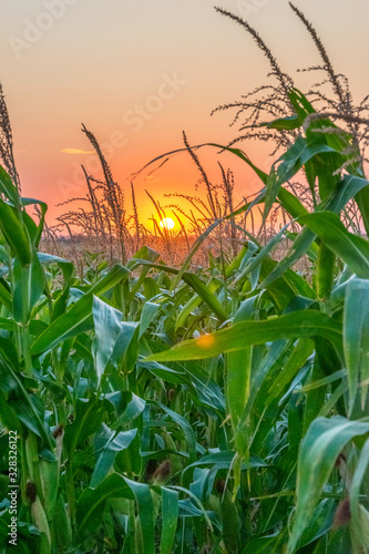 Beautiful green corn field at sunset. Corn field at sunset with beautiful sky. Organic Corn field at sunset