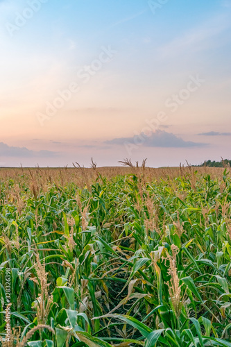 Obraz na płótnie Beautiful green corn field at sunset. Corn field at sunset with beautiful sky. Organic Corn field at sunset w salonie