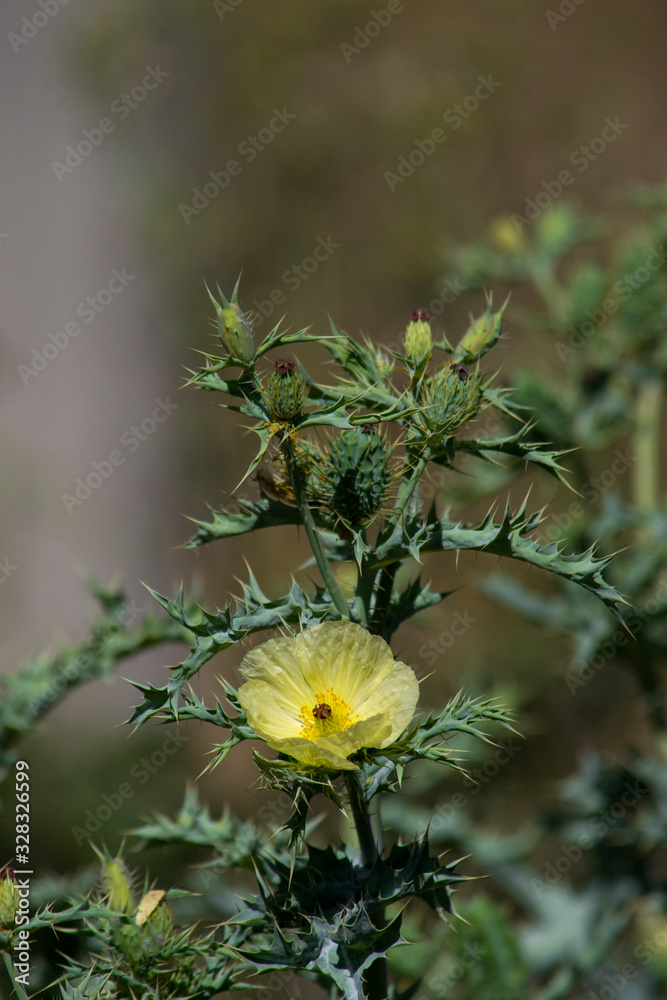 flor de Cardo Santo (Cnicus benedictus), planta medicinal silvestre Stock  Photo | Adobe Stock