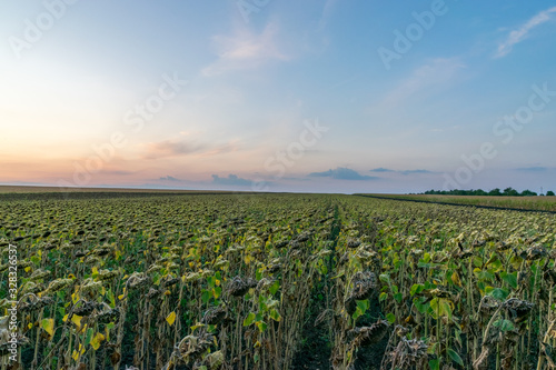 Obraz na płótnie Beautiful sunflower field at sunset. Ripe sunflower field at sunset with a beautiful sky. Organic ripe sunflower field at sunset in autumn w salonie
