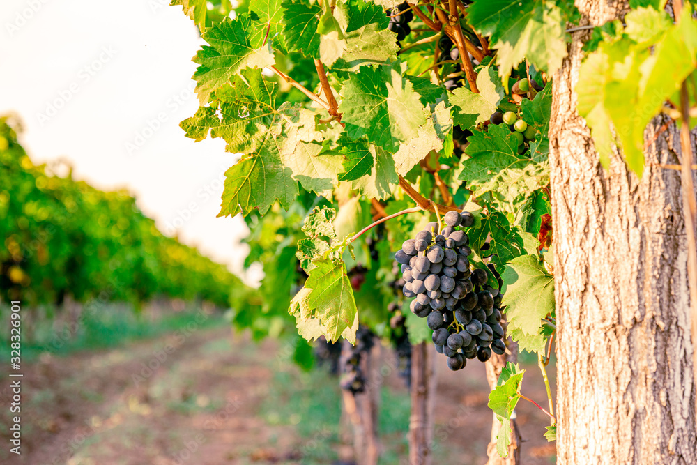 Vineyards with blue grapes at sunset in autumn harvest. Ripe grapes in fall at dusk