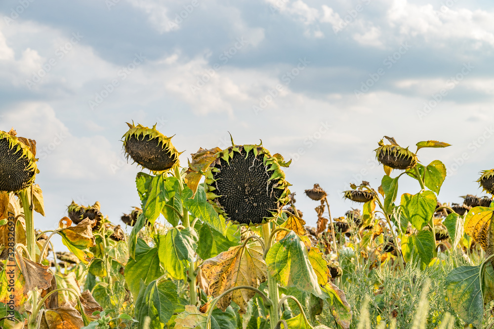 Beautiful sunflower field on a sunny summer day. Sunflower field with a beautiful sky. Organic sunflower field