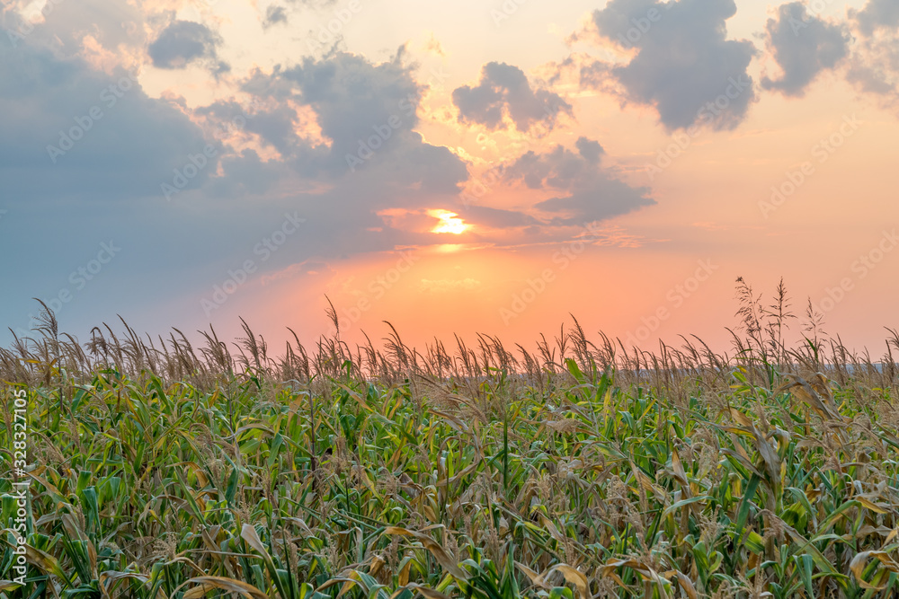 Beautiful green corn field at sunset. Corn field at sunset with beautiful sky. Organic Corn field at sunset