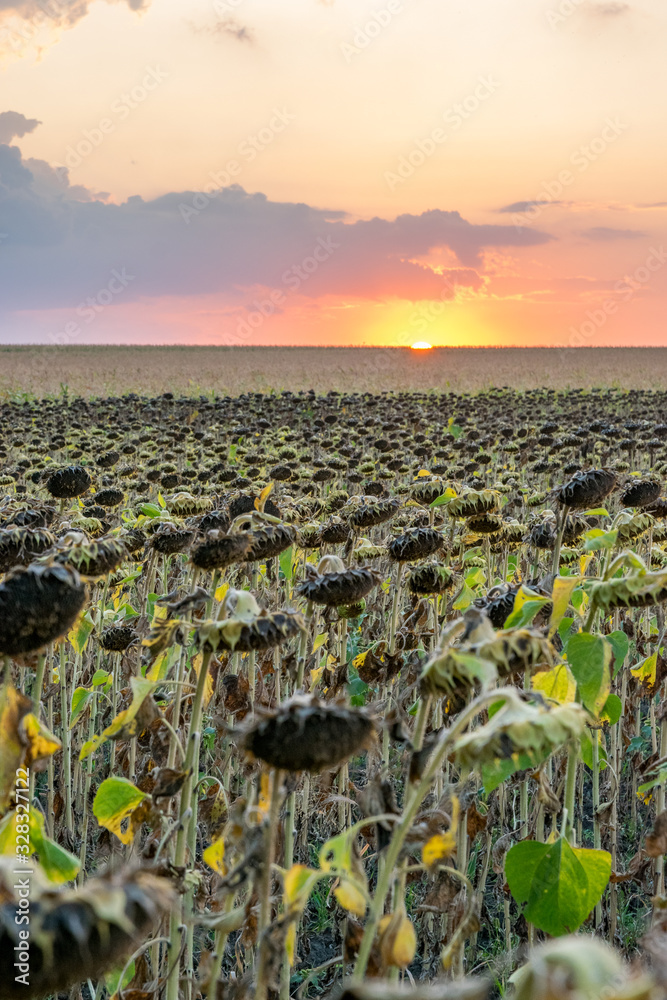 Beautiful sunflower field at sunset. Ripe sunflower field at sunset with a beautiful sky. Organic ripe sunflower field at sunset in autumn