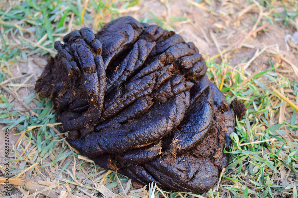 custom made wallpaper toronto digitalCow dung on the farm