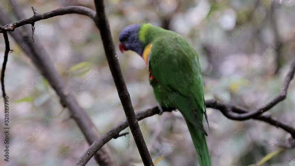 A parrot sits on the tree branch A parrot sits on the tree branch