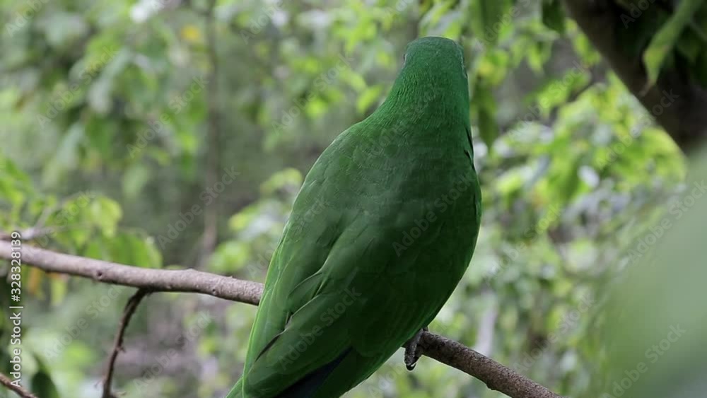 A parrot sits on the tree branch