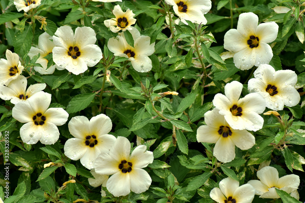 White-yellow flowers and green leaves grow completely in the flower garden.