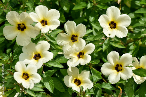 White-yellow flowers and green leaves grow completely in the flower garden.