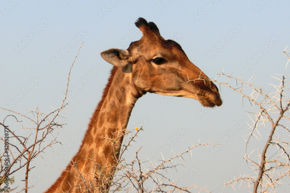 Obraz premium Giraffa camelopardalis angolensis