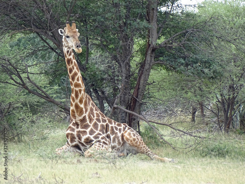 Giraffa camelopardalis angolensis