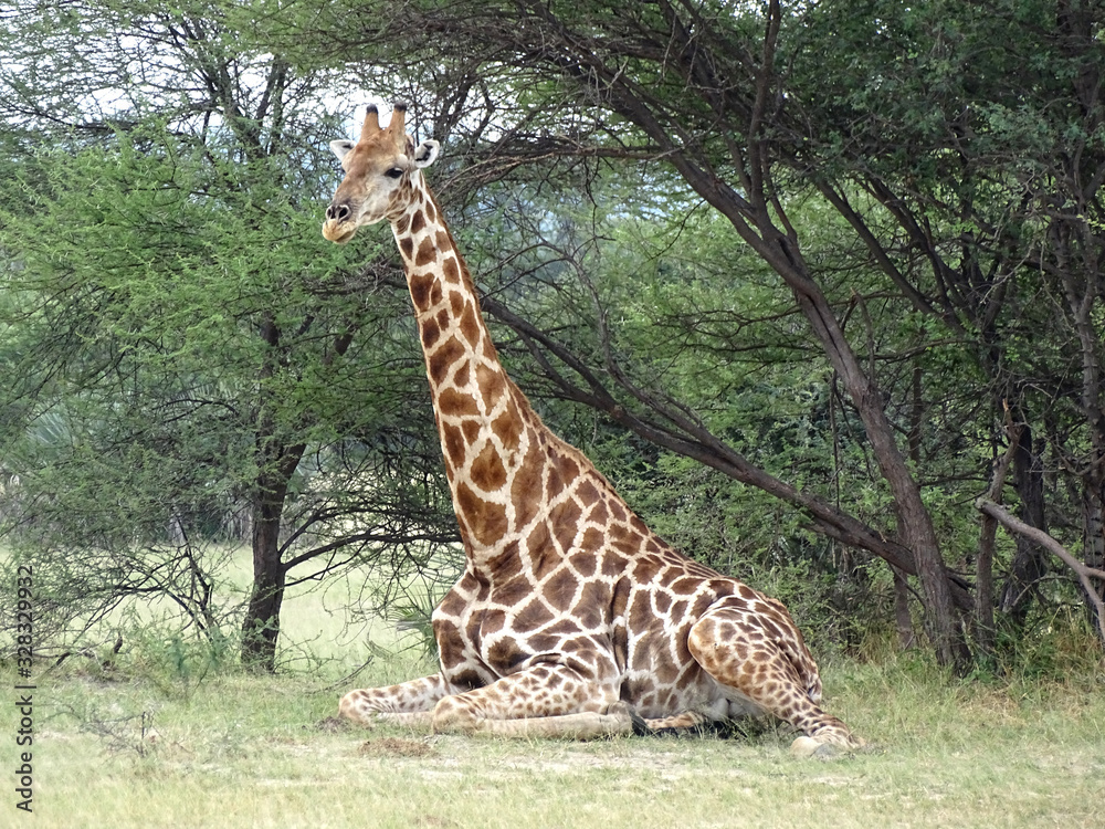 Obraz premium Giraffa camelopardalis angolensis