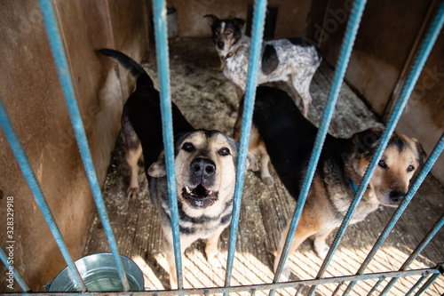 Cage with dogs in animal shelter © protivnica