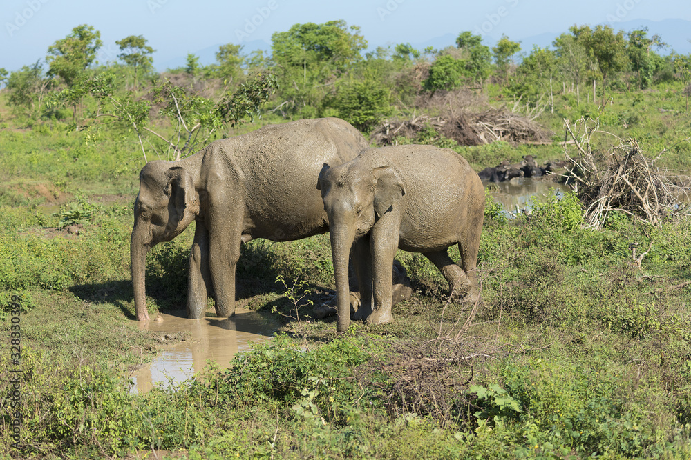 Udawalawe, Sri Lanka: National Park Asian Elephants many rehabilitated from sanctuary.