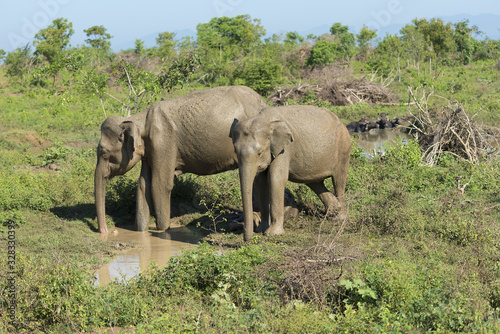 Udawalawe  Sri Lanka  National Park Asian Elephants many rehabilitated from sanctuary.