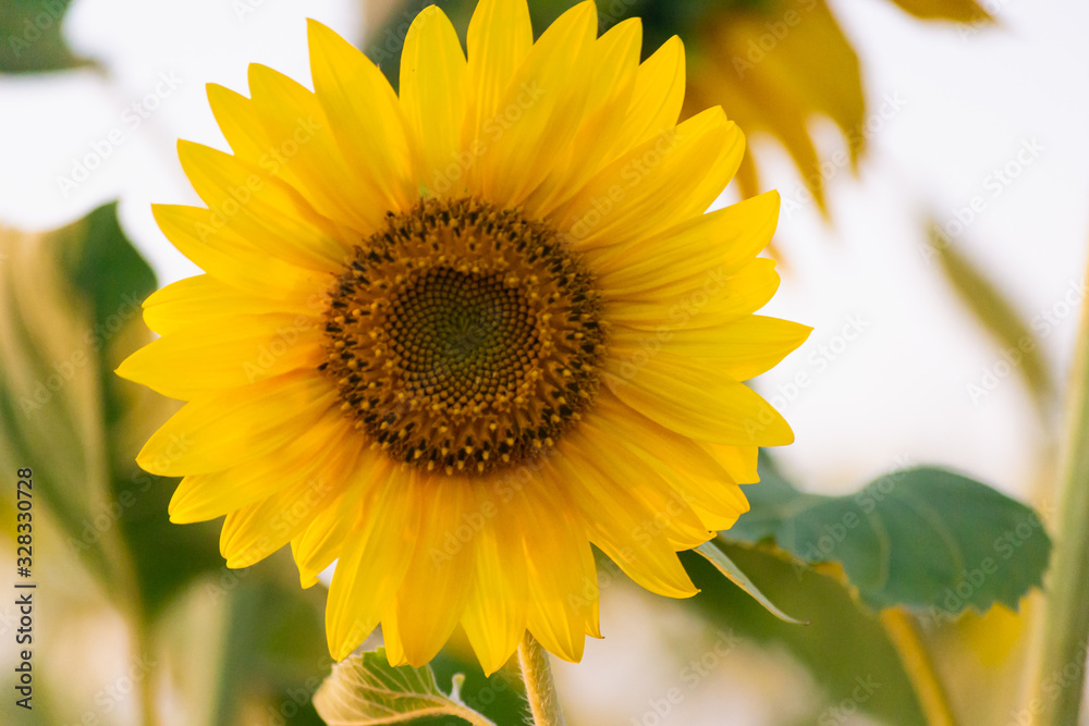 Closeup of sunflower on farm or meadow. Rural landscape natural background. Sunflowers texture and background for designers. Macro view of sunflower in bloom. Organic and natural flower background. Closeup of sunflower on farm or meadow. Rural landscape natural background. Sunflowers texture and background for designers. Macro view of sunflower in bloom. Organic and natural flower background.