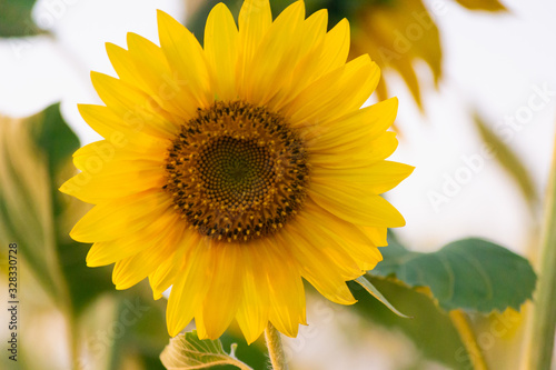 Closeup of sunflower on farm or meadow. Rural landscape natural background. Sunflowers texture and background for designers. Macro view of sunflower in bloom. Organic and natural flower background.