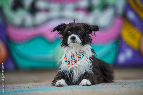 Cute little dog on colorful background © DoraZett
