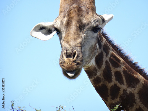 Fototapeta Naklejka Na Ścianę i Meble -  Giraffa camelopardalis angolensis