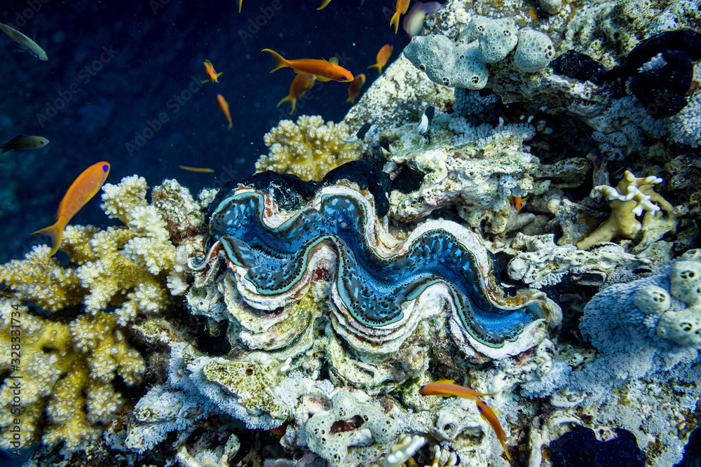 corail 3 corail 3