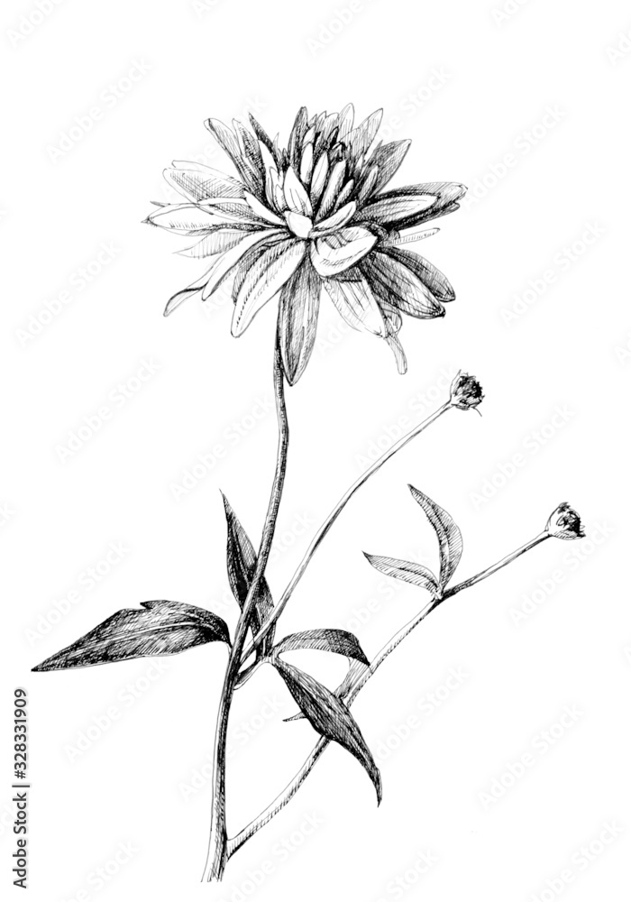 custom made wallpaper toronto digitalFlowers on a white background, line drawing with ink and pen.