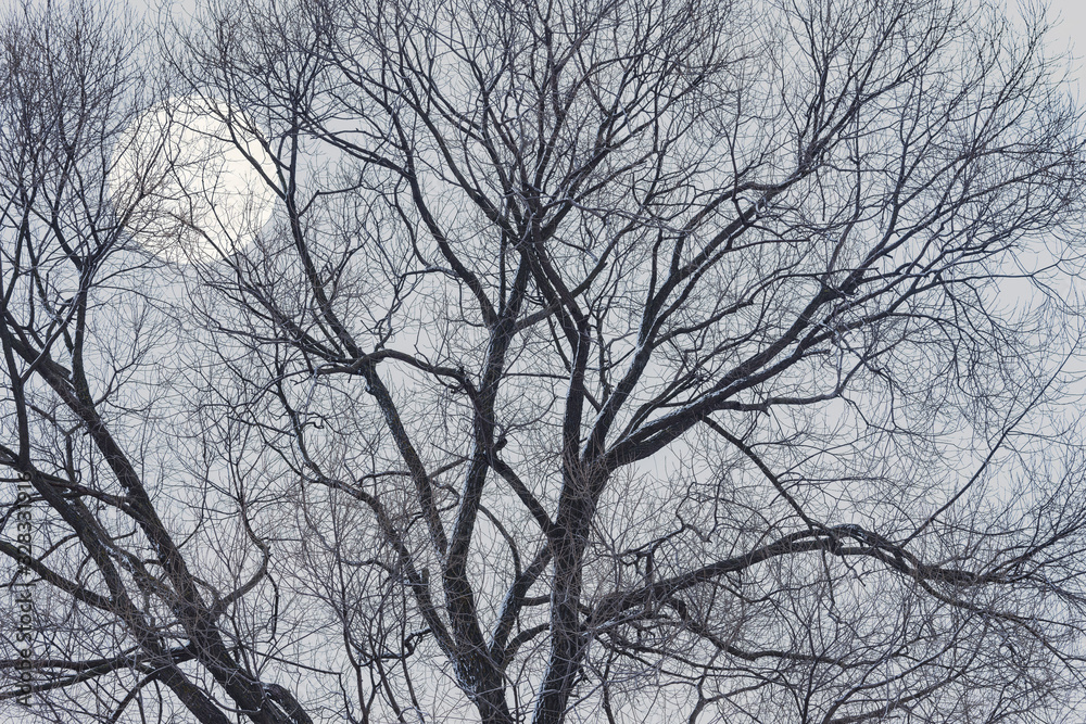 Big tree branches and moon on the night sky background. Big tree branches and moon on the night sky background.