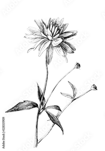 Fototapeta Naklejka Na Ścianę i Meble -  Flowers on a white background, line drawing with ink and pen.