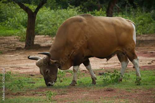 The banteng  (Bos javanicus), wild cattle eating grass photo