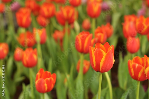 field of red tulips © Chanoknan
