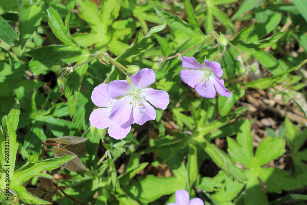 Three wild geranium blooms at Somme Prairie Nature Preserve in Northbrook, Illinois Three wild geranium blooms at Somme Prairie Nature Preserve in Northbrook, Illinois