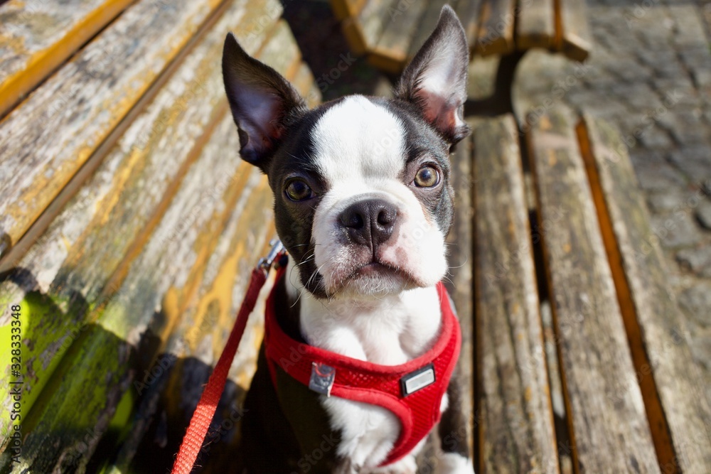 Sweet black and white young Boston Terrier puppy in red modern harness outdoors