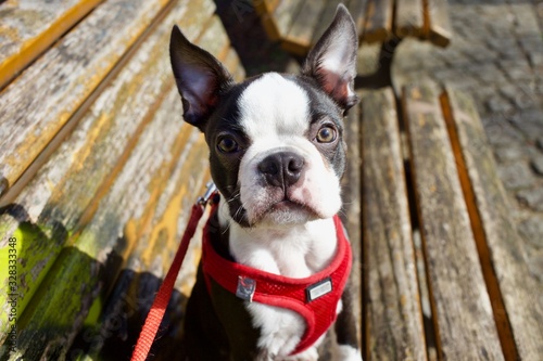 Fototapeta Naklejka Na Ścianę i Meble -  Sweet black and white young Boston Terrier puppy in red modern harness outdoors