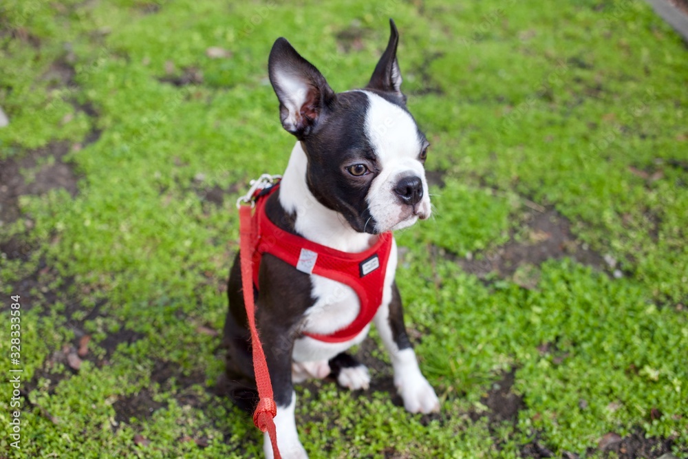 Sweet black and white young Boston Terrier puppy in red modern harness outdoors