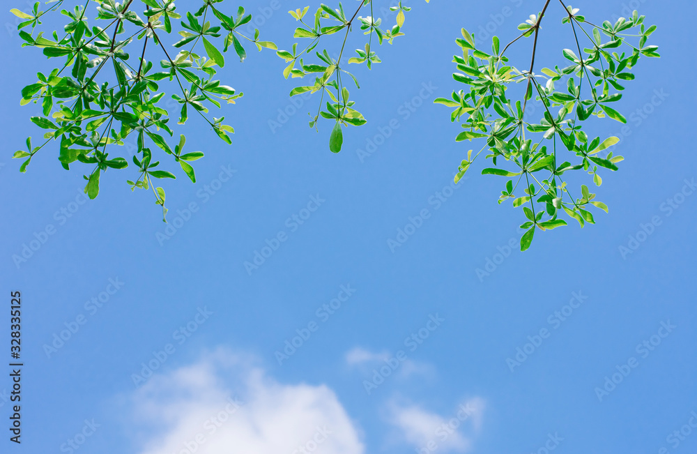 Fototapeta premium green leaves and blue sky