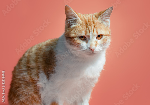Fotografie white-red cat on an orange background looks with reproach