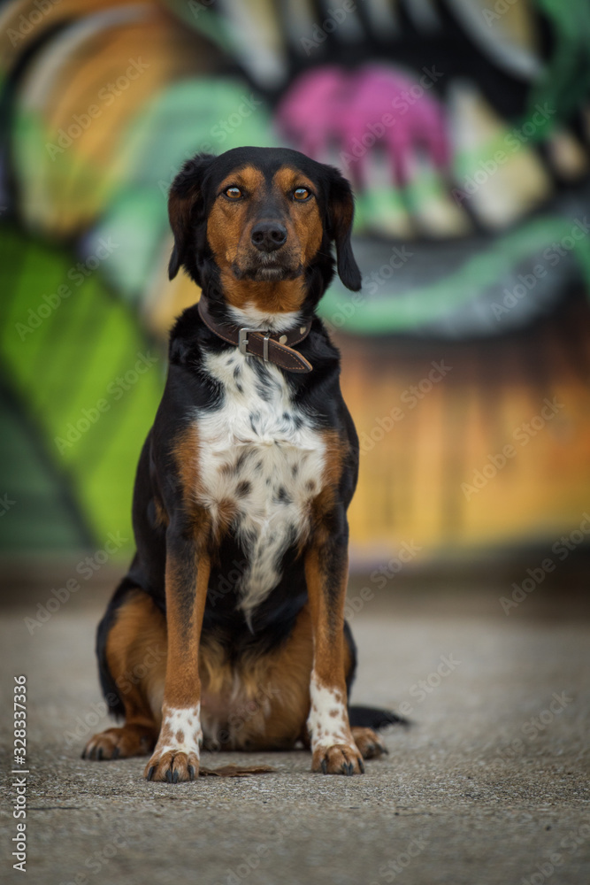 Mixed breed dog with colorful background