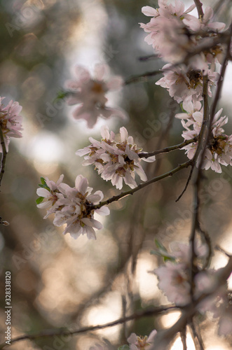 Almond tree flowers on its branches during a slightly sunlit afternoon © Jonathan