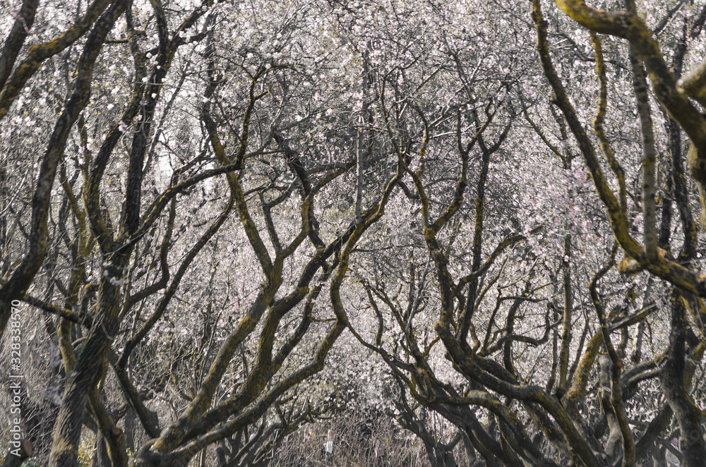 Dried branches of almond tree with its flowers growing on a cloudy day Dried branches of almond tree with its flowers growing on a cloudy day