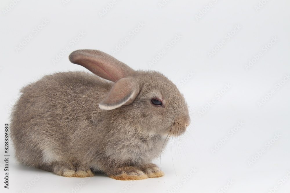 gray rabbit on white background gray rabbit on white background
