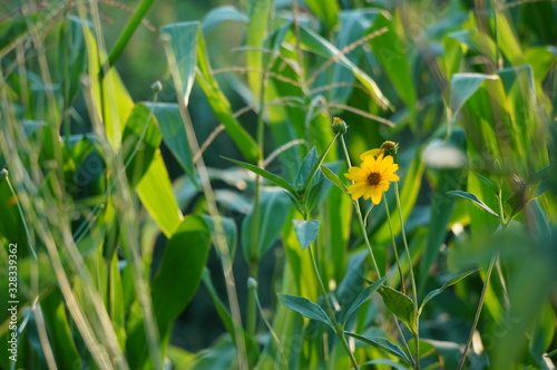 summer flowers in the park