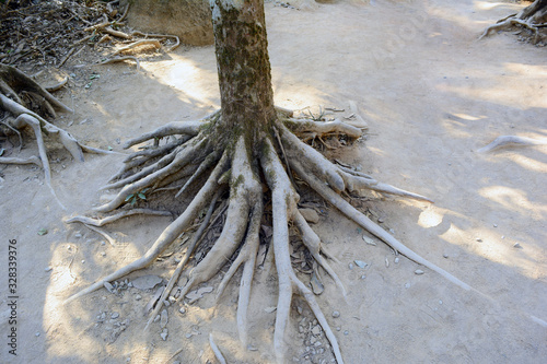 the curve of trees roots poked on soil at the walk way on moutain at national park in Thailand