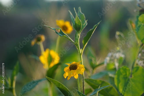 summer flowers in the park