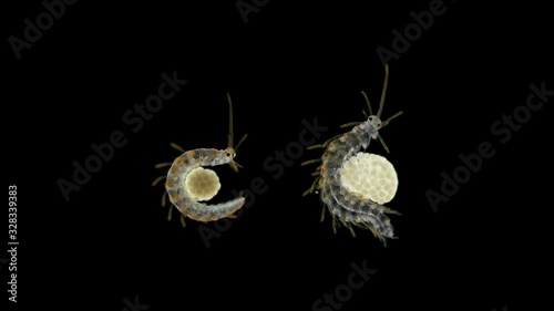 female worm Polychaeta with eggs under a microscope, family Syllidae, possibly Autolytus sp., pelagic (epitokal) stage, appears seasonally for sexual reproduction, found in the atlantic ocean photo