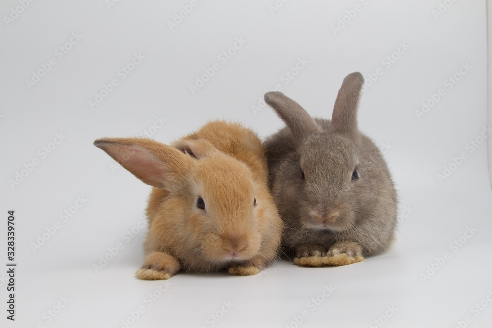 Two small rabbits isolated on a blue background.