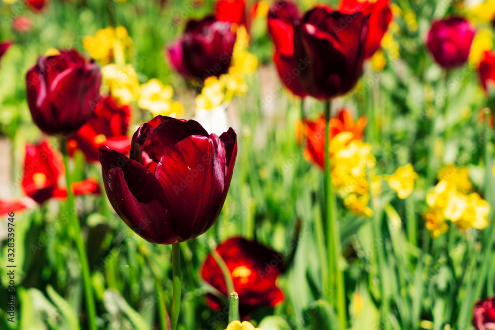 Obraz premium fresh lawn with flowers