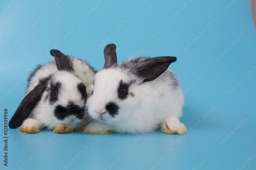 white rabbit sitting on blue background white rabbit sitting on blue background