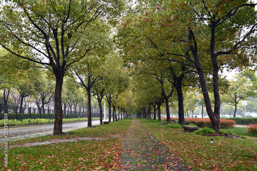 Green forest of City Park