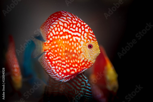 Beautiful red orange discus fish on dark background.