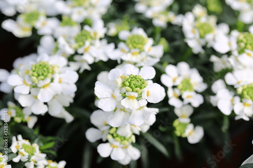 Beautiful blooming candytuft in sunny April photo