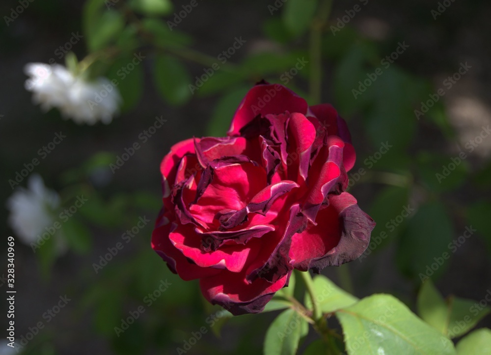Fototapeta premium Nel giardino 2